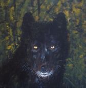Loup noir portrait
